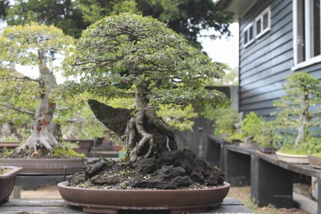 Bundaberg Regional Council's Rod Lovett has won national and international awards for his bonsai.
