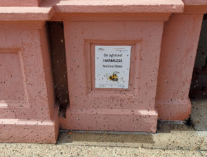 Native bees