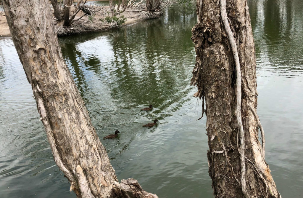 Ducks at the Bundaberg Botanic Gardens on Sunday
