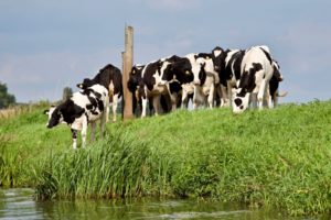 Dairy farmers welcome milk price rise