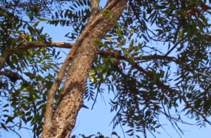 The Isis Tamarind is officially listed as endangered.