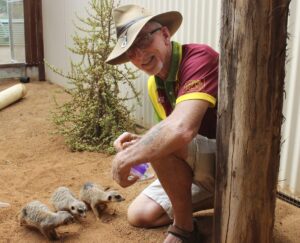 Snakes Downunder meerkats
