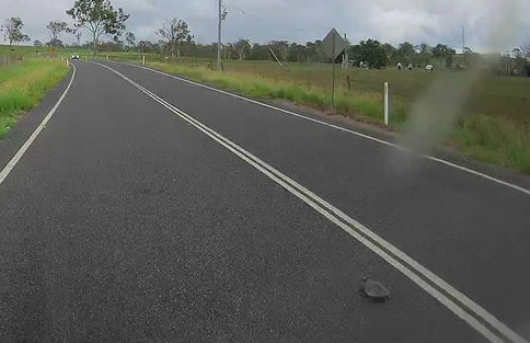 Turtle crossing Cedars Road