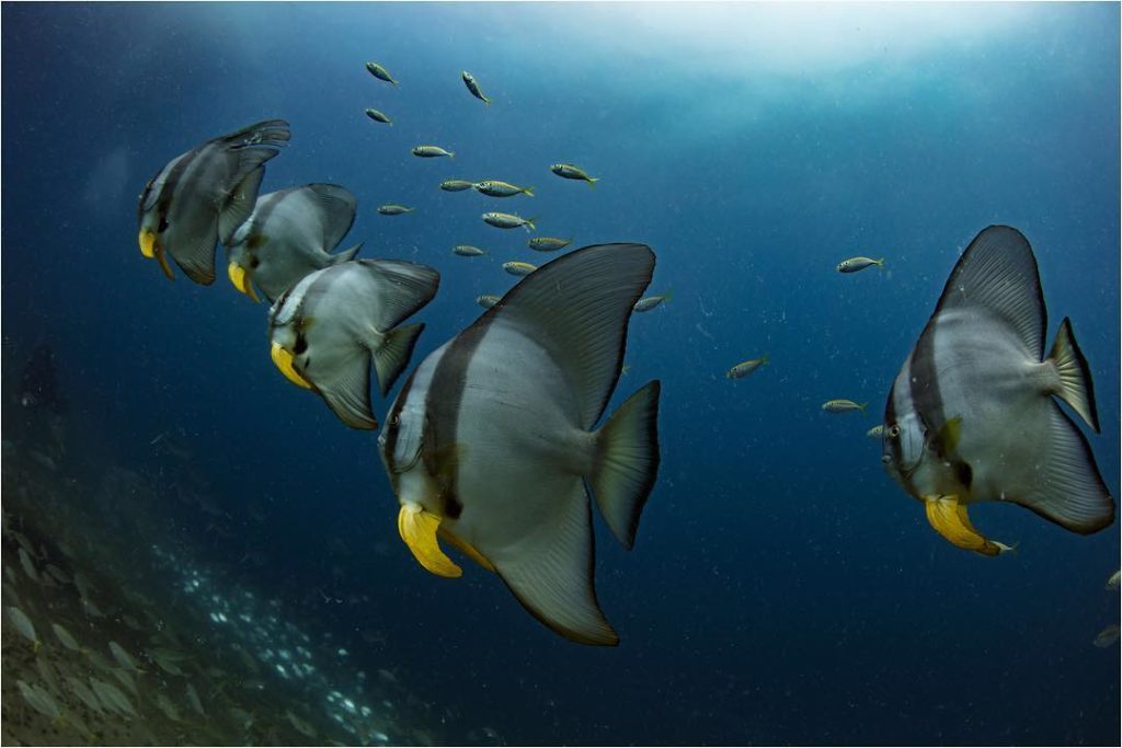 ex-HMAS Tobruk dive