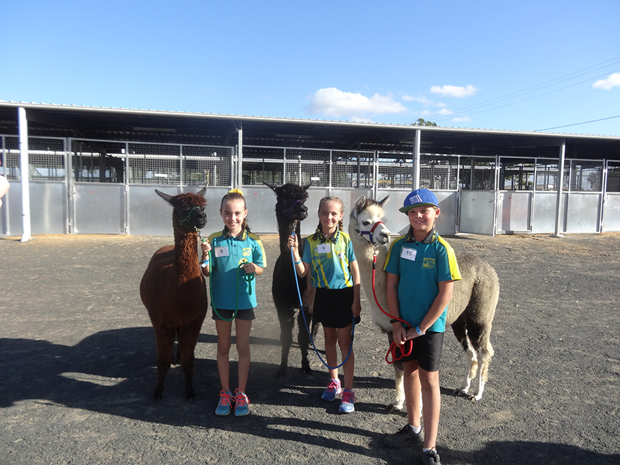 Agrotrend alpacas junior paraders Violet Graham with Felix, Jordis Graham with Gypsie and Bailey Anne Iacuzzi with Zaharah.