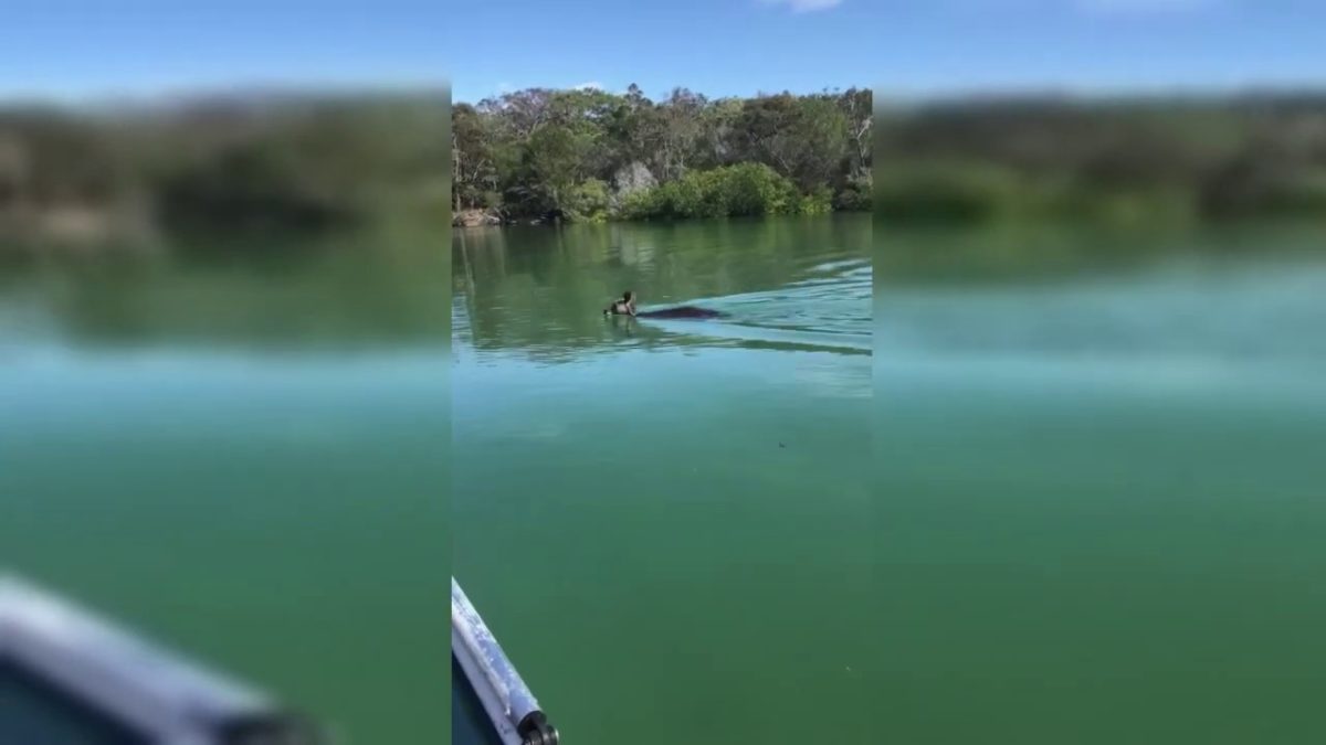 Swimming kangaroo surprises fisherman – Bundaberg Now