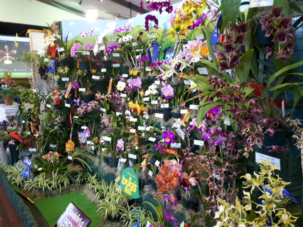 Orchid Show