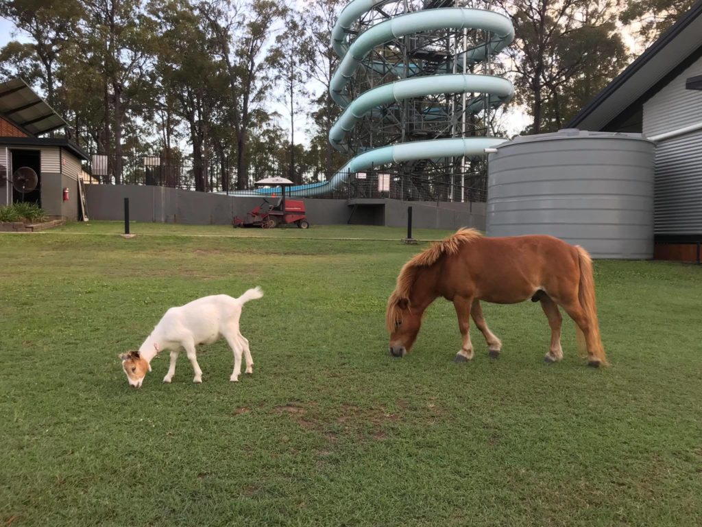 Tiny and Goatie