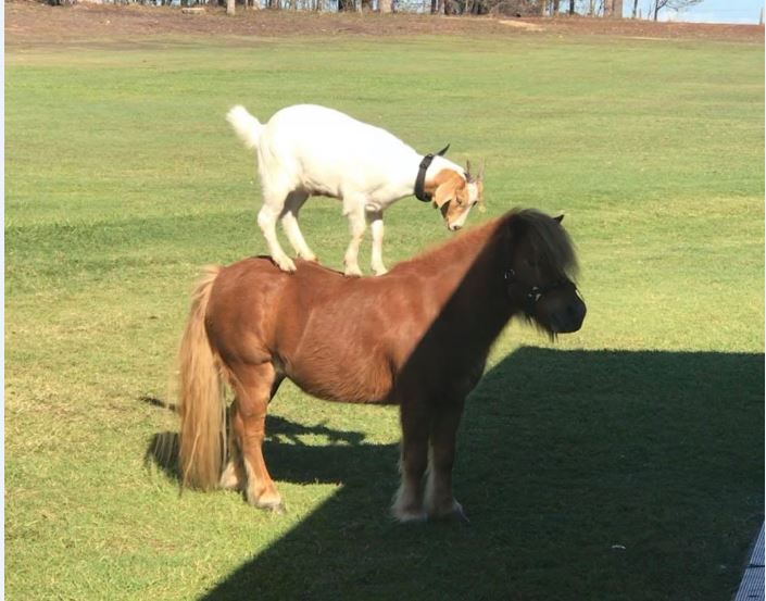 A goat and horse have formed an unlikely friendship at Bucca Retreat.