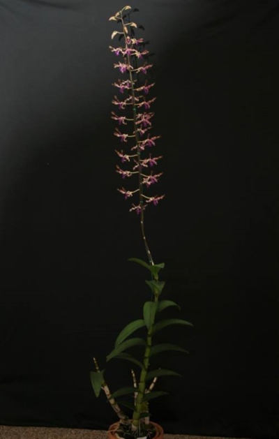 Grand champion at the Bundaberg Orchid Show, a Dendrobium exhibited by John and Narelle Hoffman from Maryborough.