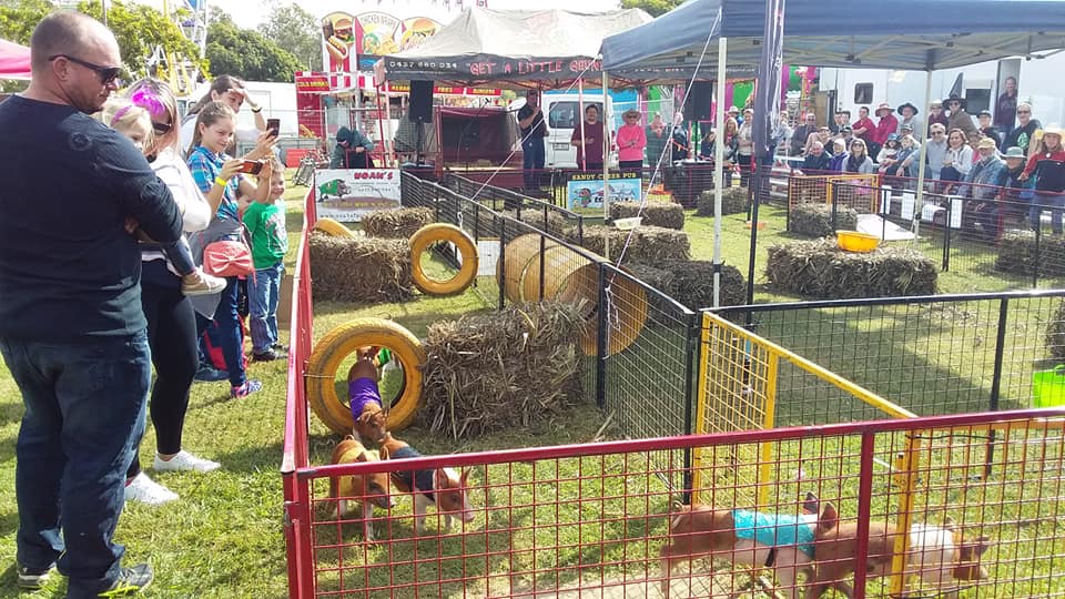 The pig races were popular at Gin Gin Show
