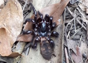 spider