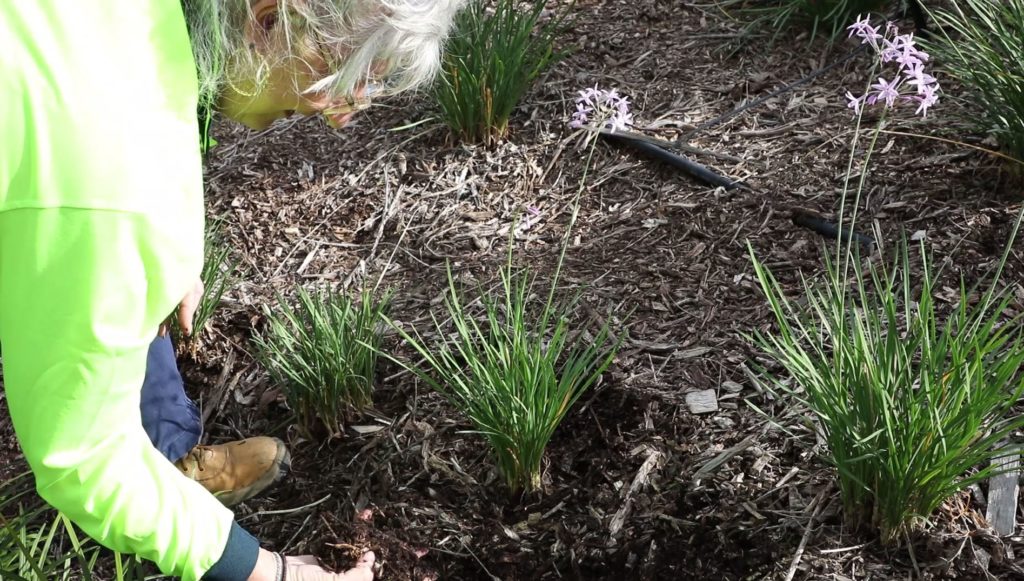 Bundaberg Regional Council's Diane Southwell is a mulching master.
