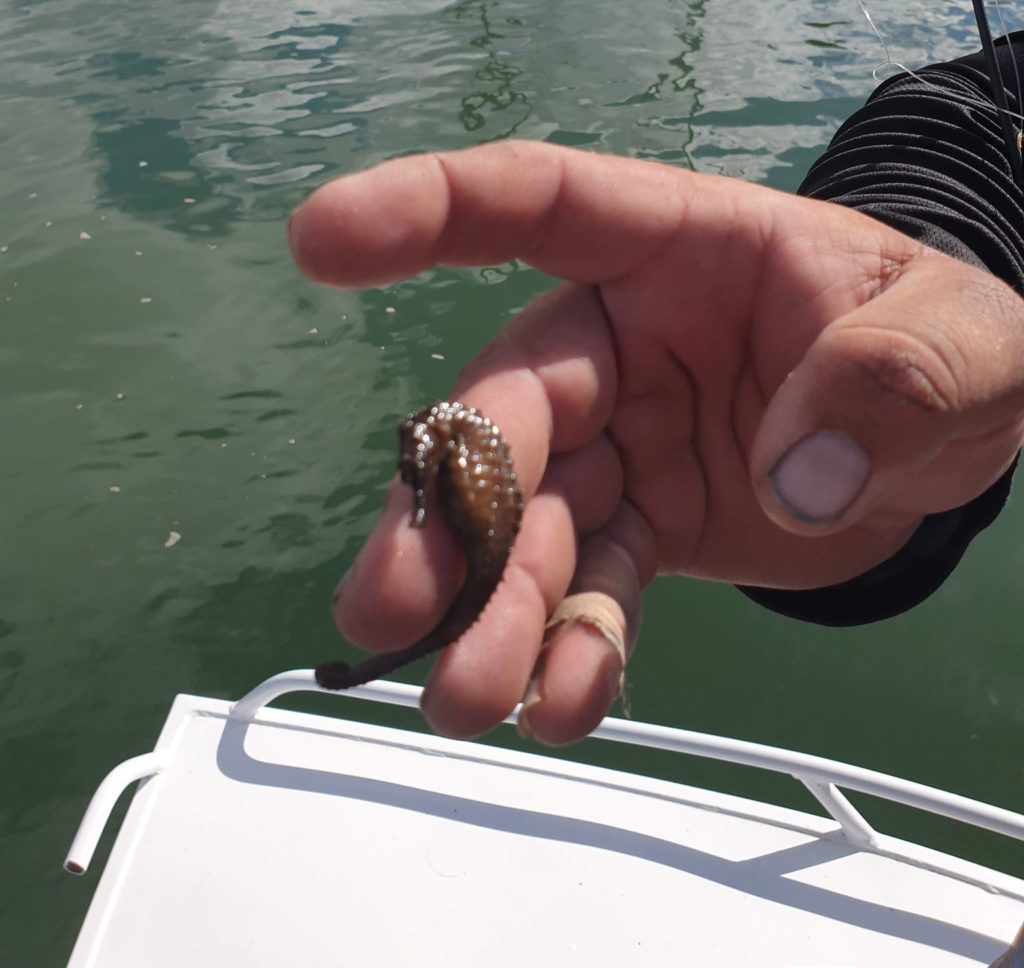 Burnett seahorse surprise