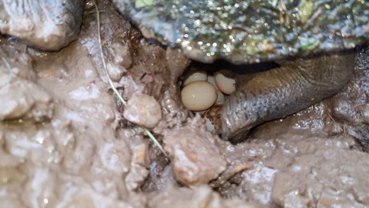 Video: Turtle lays eggs near family chook pen Bundaberg Now Video: Turtle lays eggs near family chook pen Bundaberg Now