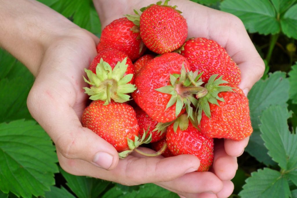 winter strawberry