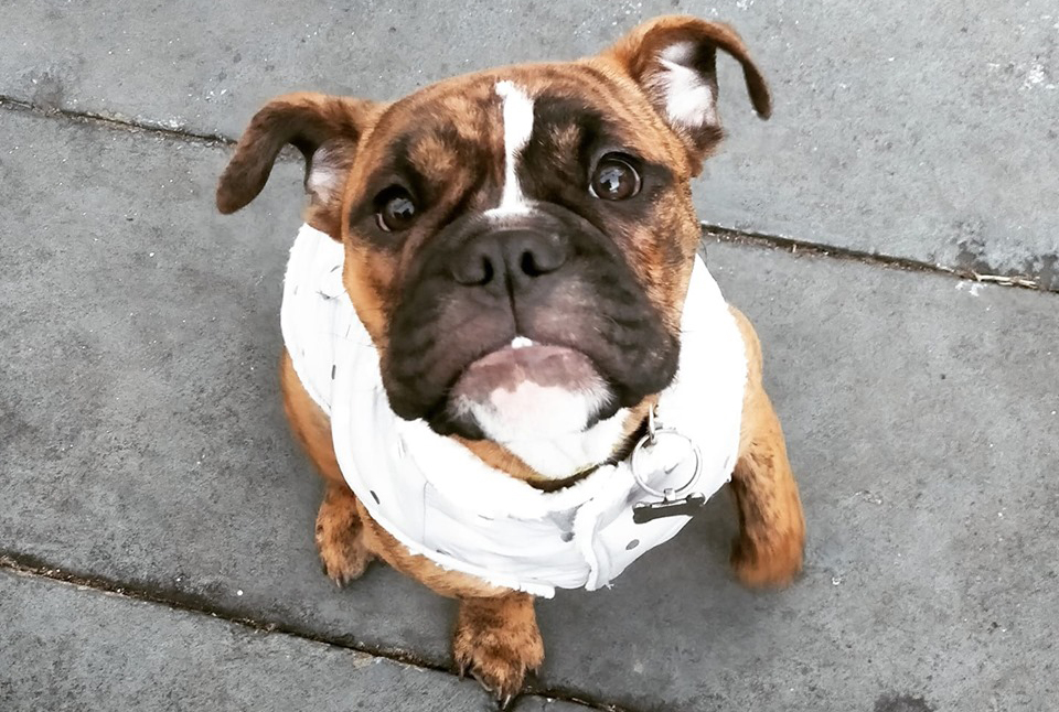 Emily Shoenberger and Thomas Clark are warning pet owners of toxic plants after their Australian bulldog puppy Bean fatally ingested a root.