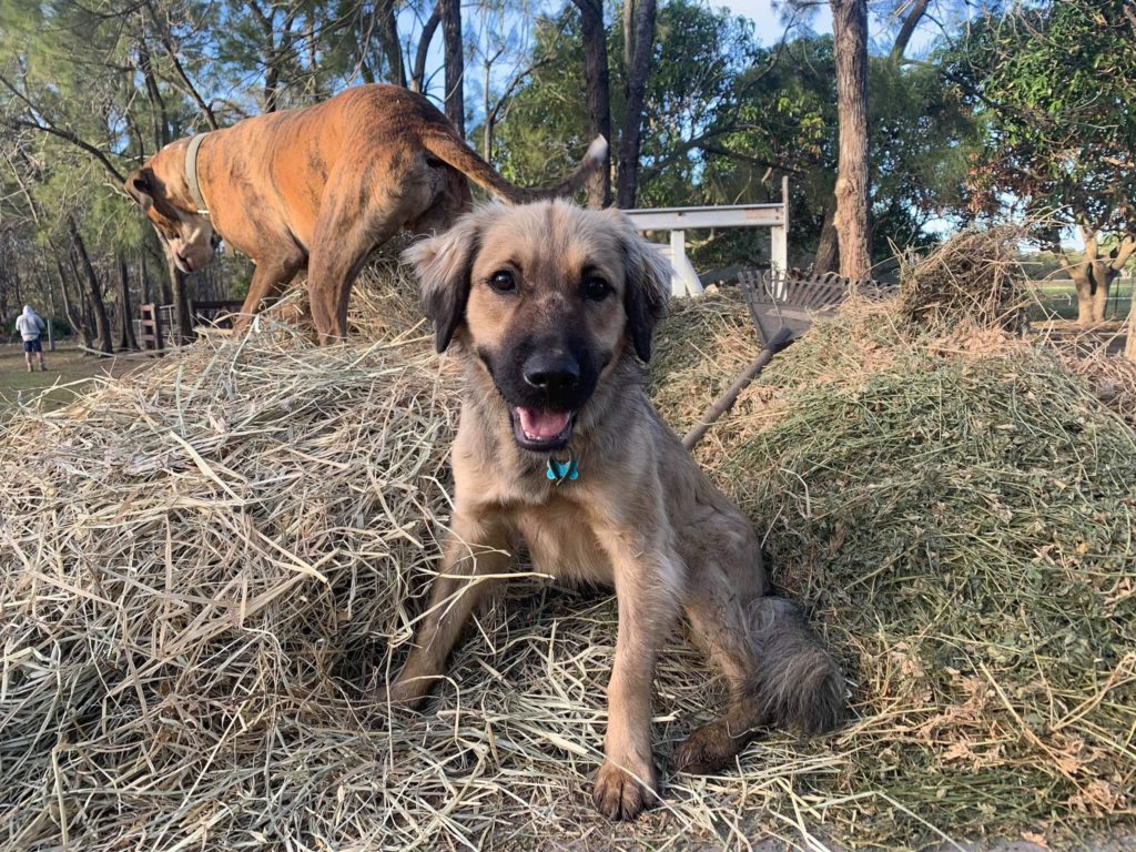 Boston is looking for his forever home!