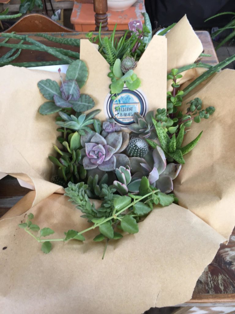 Succulent Plant Babies