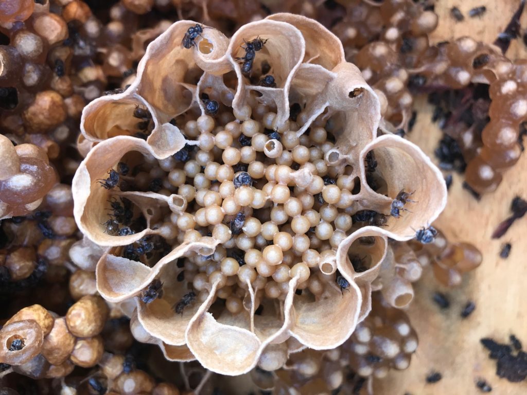Dr Tim Heard, author of the Australian Native Bee Book and owner of Sugarbag Bees will be in the region on on 26 August to discuss native bees.
