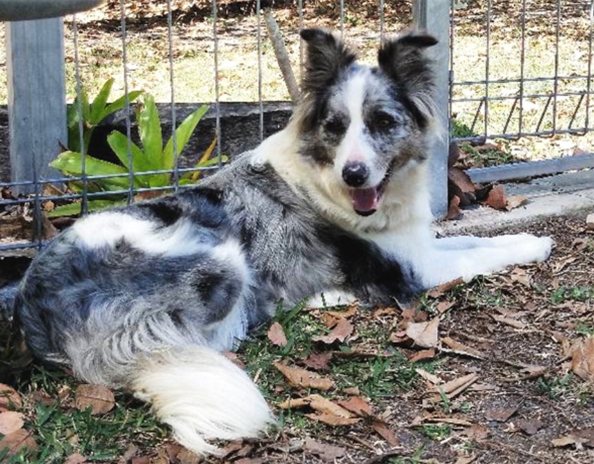 Daisy the border collie is looking for her forever home.
