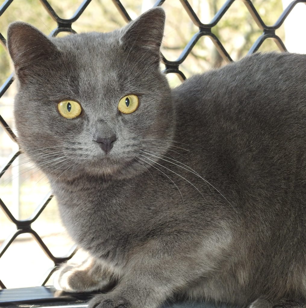 Shadow is available for adoption at the RSPCA in Bundaberg.