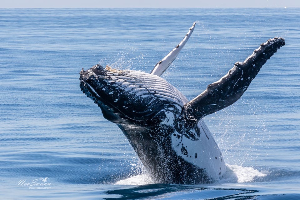 Australia Whale Experience