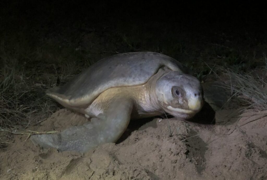turtle hour event