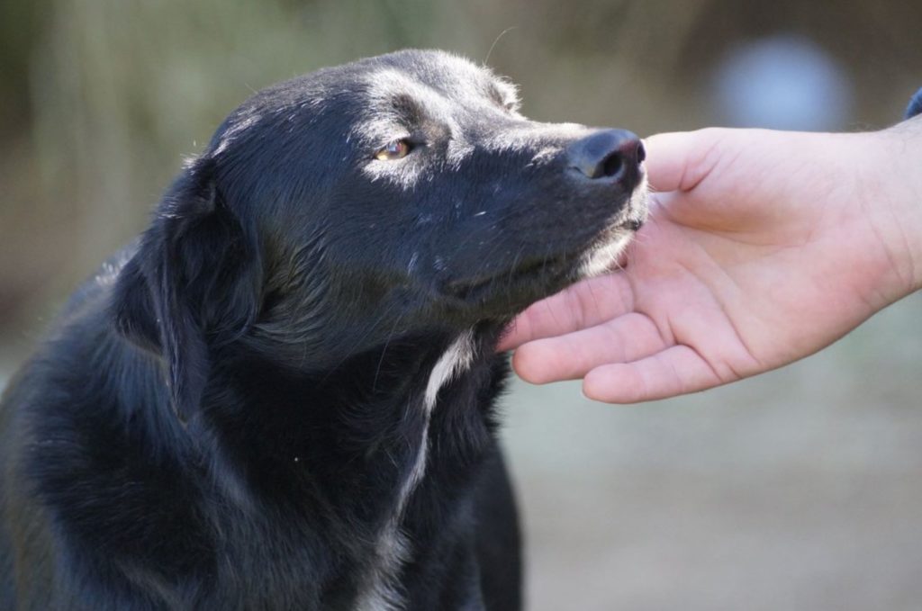 Ariat is a shy kelpie who is looking for a loving home.