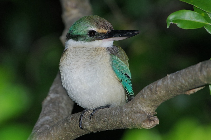 Birdlife Bundaberg