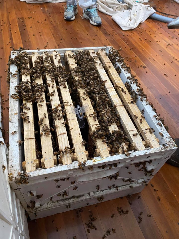 Bundaberg Bee Keepers Association