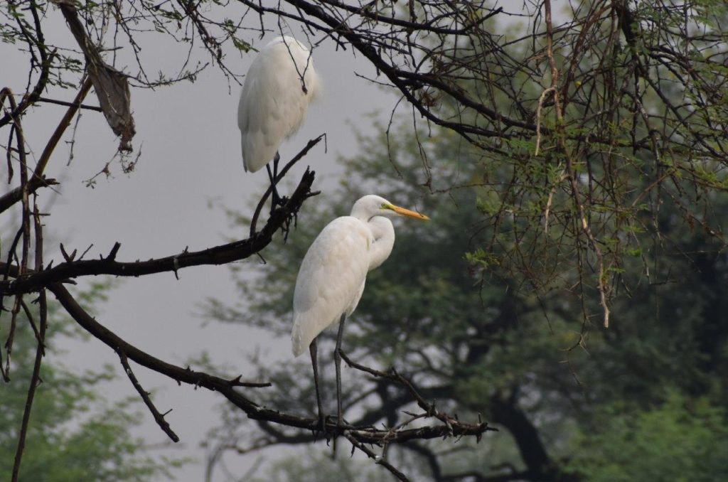 Cattle Egret