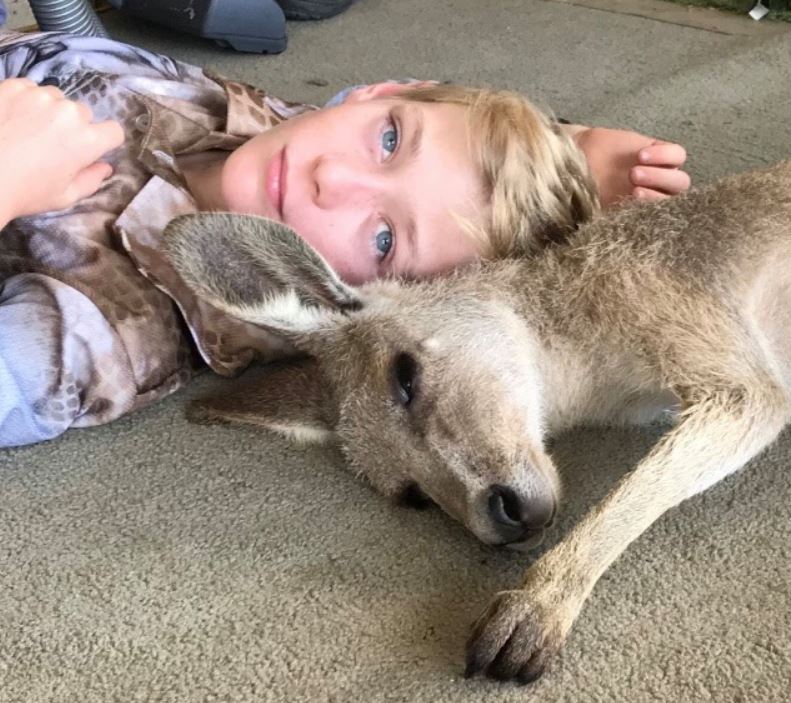 Little kangaroo