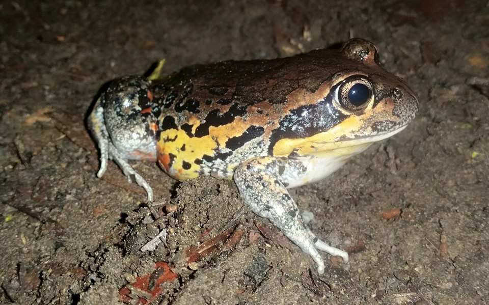frogs rain