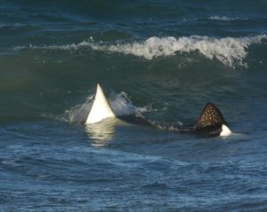 Spotted eagle rays