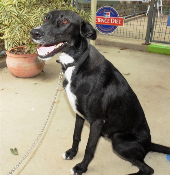Bliss adopt