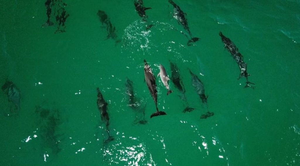 dolphins Bargara