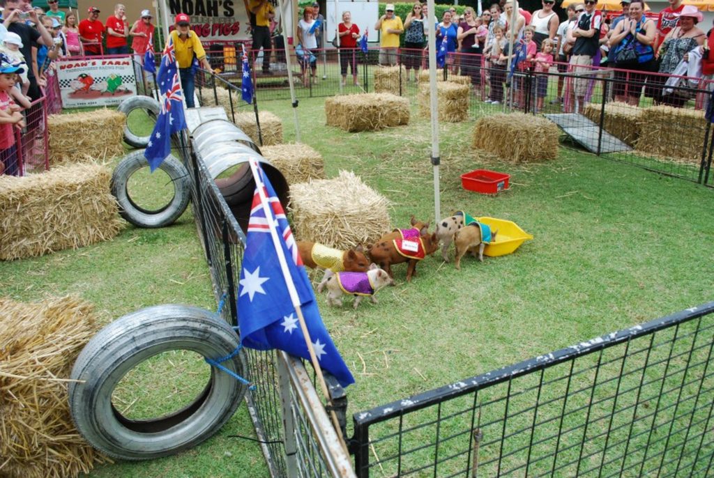 To the victor goes the spoils. The winning pig is first with its snout into the food trough.