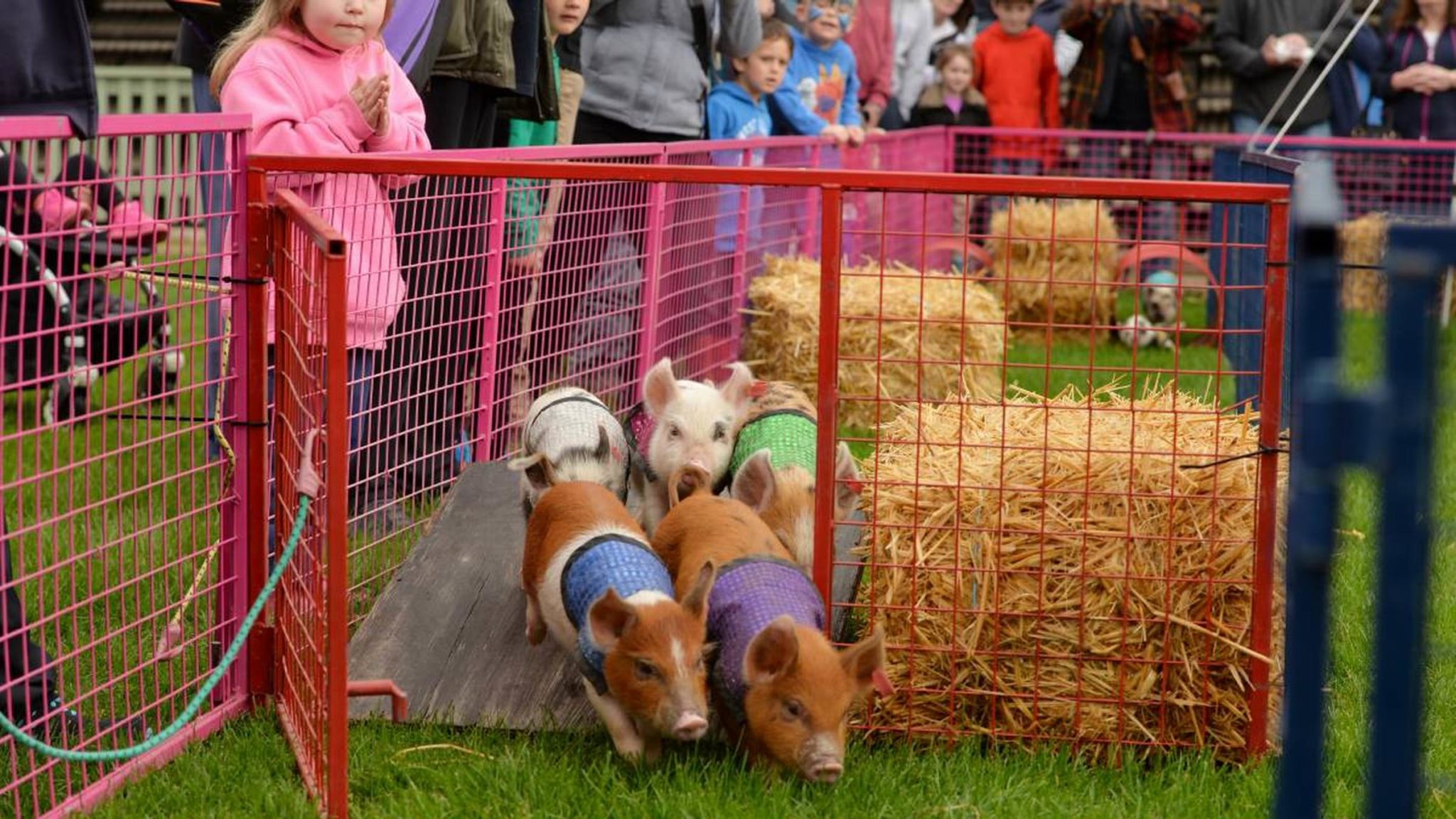 Charity pig races to draw squeals of laughter – Bundaberg Now
