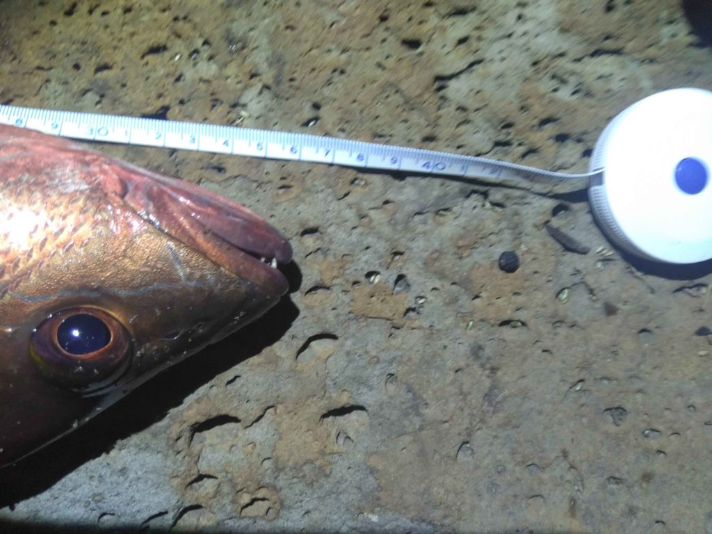 Mangrove Jack