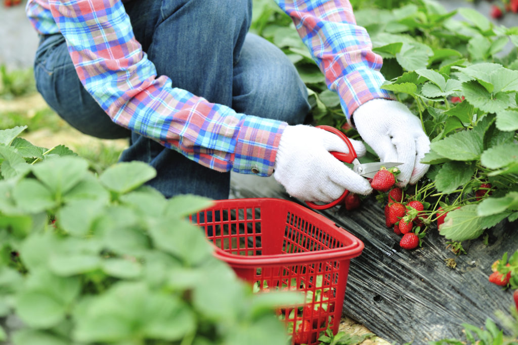 Growcom