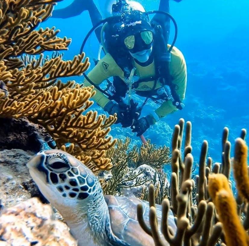 turtle swim