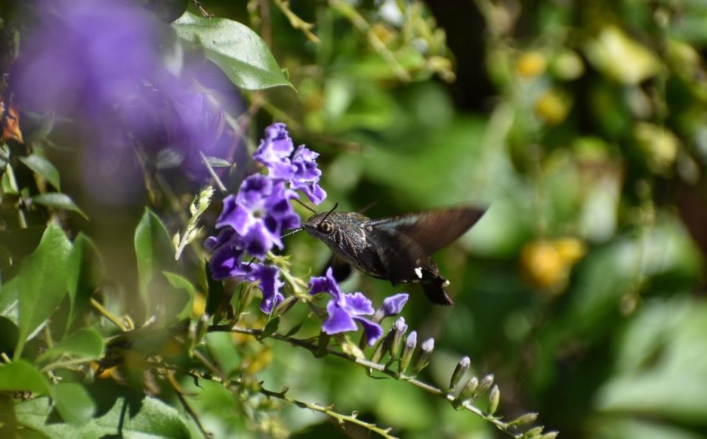 bird insect