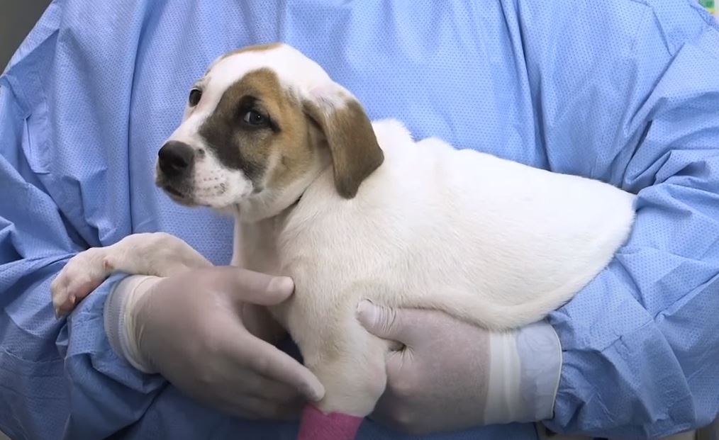 parvovirus dog