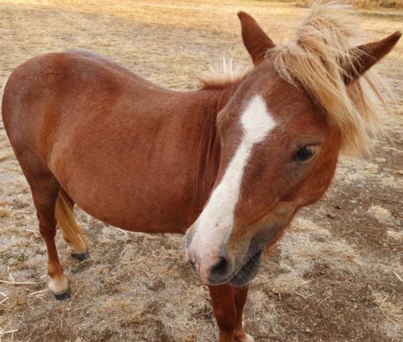 miniature horses