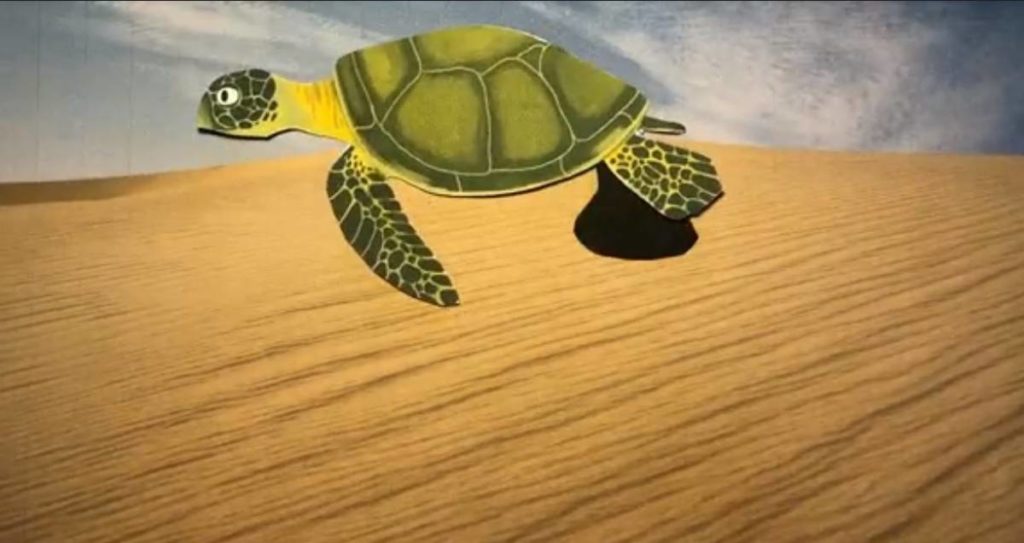 Will Gregson-Allcott turtle conservation