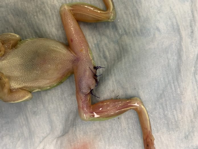 Bundaberg vet saves frog with injured leg – Bundaberg Now