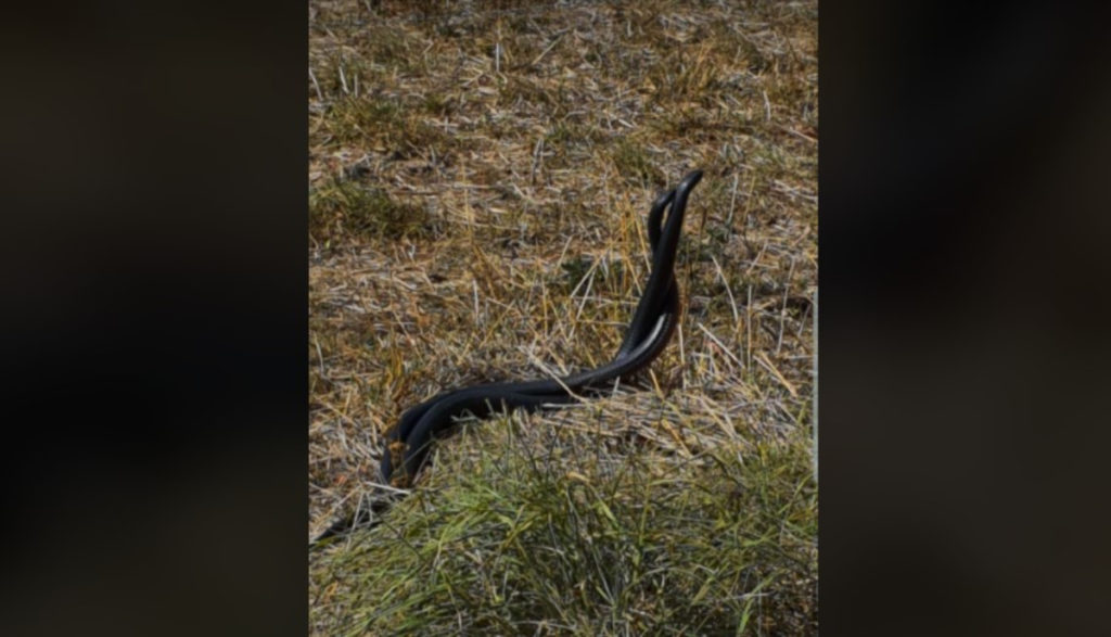 Red-bellied Black Snake