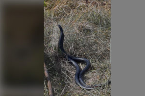 Red-bellied Black Snake