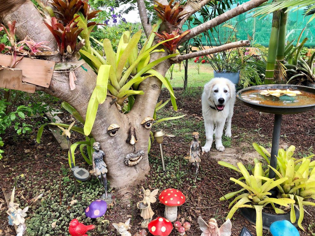 The tree with personality. Ted, the family pet pictured at a spot in the Jackson’s garden on Duckpond Road.